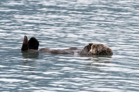 Otter in Seward