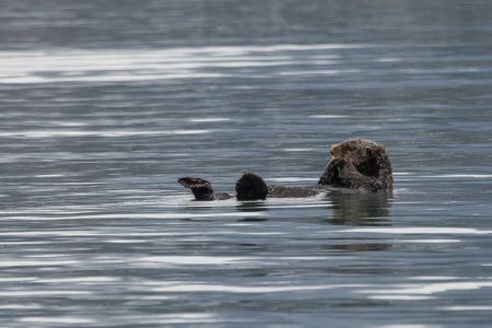 Otter in Seward