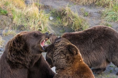 Besuch im Alaska Wildlife Conservation Center - Reisebericht Alaska