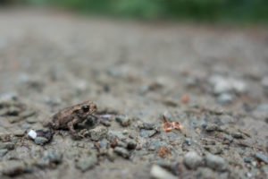 England: Unmengen von kleinen Fröschen im Wald