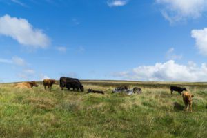 Dartmoor National Park