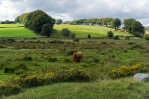 Dartmoor National Park