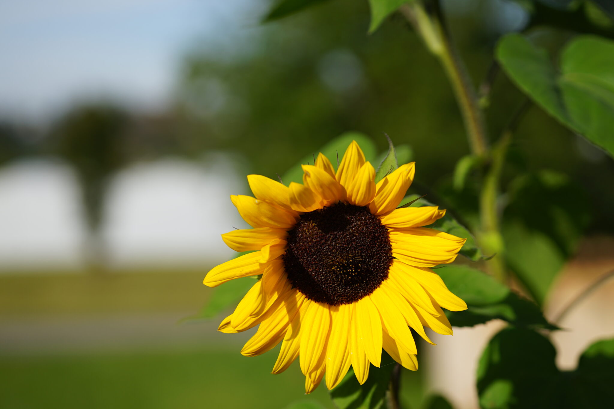 Sonnenblume mit schöne unscharfen Hintergrund (Bokeh)