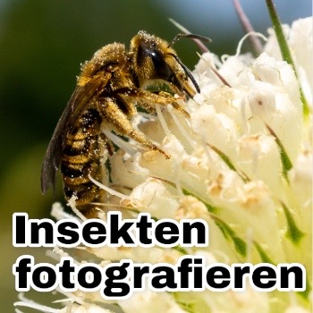 insekten fotografieren