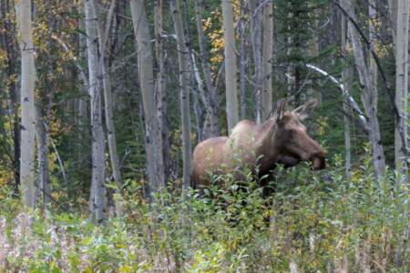 Kanada & Alaska // Reisebericht // Teil - 1- die Bilder 131