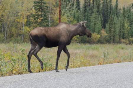 Kanada & Alaska // Reisebericht // Teil - 1- die Bilder 132