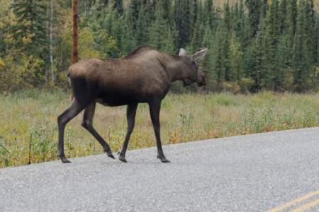 Kanada & Alaska // Reisebericht // Teil - 1- die Bilder 133