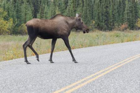 Kanada & Alaska // Reisebericht // Teil - 1- die Bilder 134