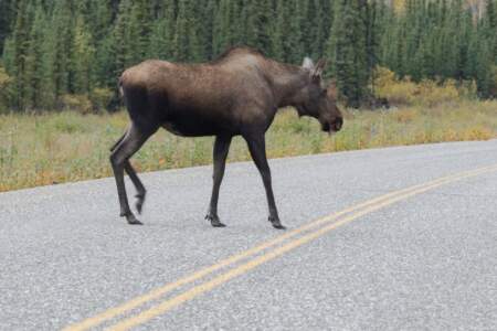 Kanada & Alaska // Reisebericht // Teil - 1- die Bilder 135