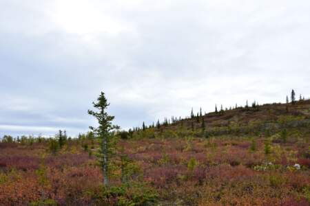 Kanada & Alaska // Reisebericht // Teil - 1- die Bilder 179