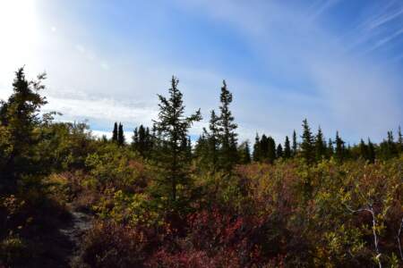 Kanada & Alaska // Reisebericht // Teil - 1- die Bilder 200