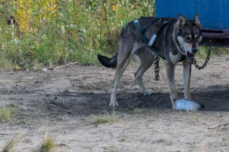 Kanada & Alaska // Reisebericht // Teil - 1- die Bilder 229