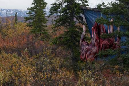Kanada & Alaska // Reisebericht // Teil - 1- die Bilder 251