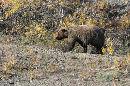 Kanada & Alaska // Reisebericht // Teil - 1- die Bilder 278