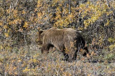 Kanada & Alaska // Reisebericht // Teil - 1- die Bilder 279