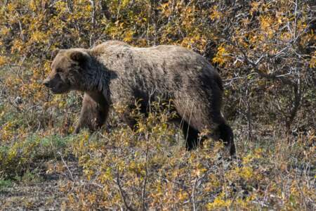 Kanada & Alaska // Reisebericht // Teil - 1- die Bilder 280