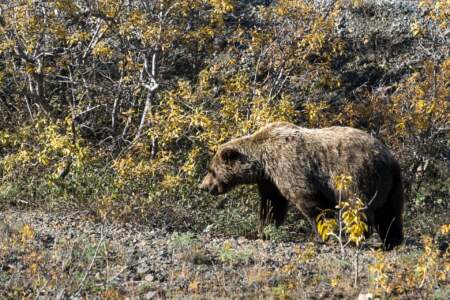 Kanada & Alaska // Reisebericht // Teil - 1- die Bilder 281