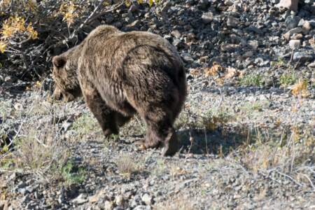 Kanada & Alaska // Reisebericht // Teil - 1- die Bilder 282