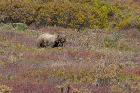 Kanada & Alaska // Reisebericht // Teil - 1- die Bilder 284