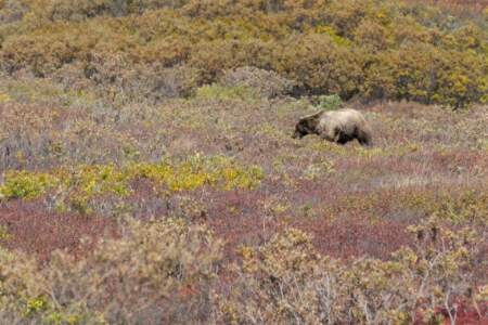 Kanada & Alaska // Reisebericht // Teil - 1- die Bilder 285