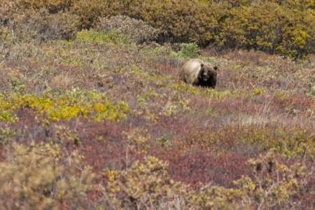 Kanada & Alaska // Reisebericht // Teil - 1- die Bilder 286