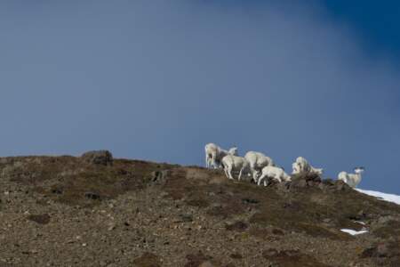 Kanada & Alaska // Reisebericht // Teil - 1- die Bilder 293