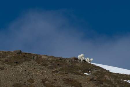 Kanada & Alaska // Reisebericht // Teil - 1- die Bilder 295