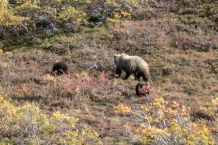 Kanada & Alaska // Reisebericht // Teil - 1- die Bilder 306