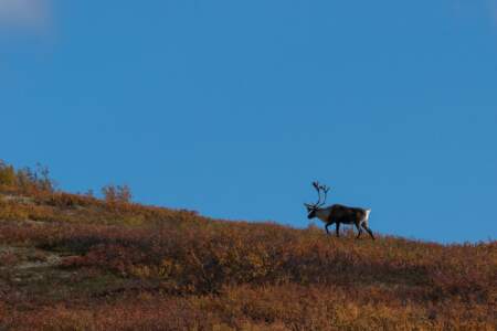 Kanada & Alaska // Reisebericht // Teil - 1- die Bilder 307