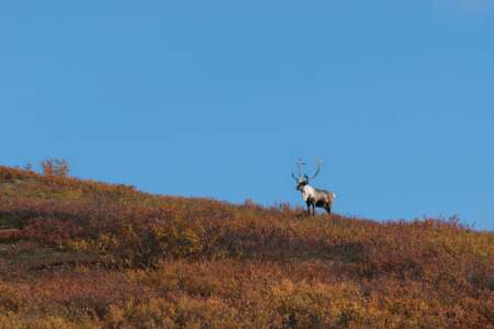 Kanada & Alaska // Reisebericht // Teil - 1- die Bilder 308