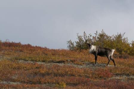 Kanada & Alaska // Reisebericht // Teil - 1- die Bilder 309