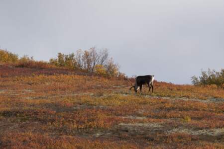 Kanada & Alaska // Reisebericht // Teil - 1- die Bilder 310