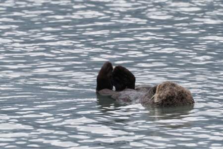 Alaska Reise | Aussergewöhnliche Reise | Teil 2 - die Bilder 61