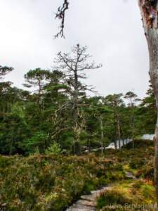 Schottland Rundreise 2008 | Teil 2 37