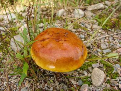 Schottland Rundreise 2008 | Teil 2 43