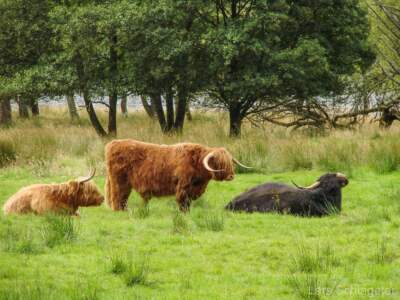 Schottland Rundreise 2008 | Teil 2 54
