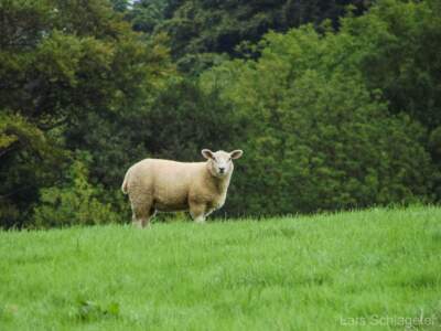 Schottland Rundreise 2008 | Teil 2 61