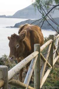 Camino del Norte Tag 14-17 (Reisebericht Jakobsweg) 48