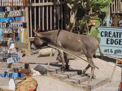 Eine fantastische Reise mit dem Ford Mustang auf der Route 66... 21 USA Reisebericht