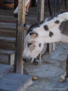 Eine fantastische Reise mit dem Ford Mustang auf der Route 66... 23