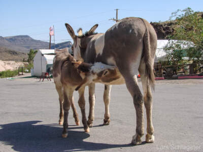 Eine fantastische Reise mit dem Ford Mustang auf der Route 66... 24