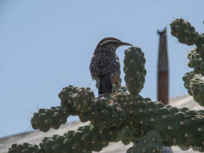 Eine fantastische Reise mit dem Ford Mustang auf der Route 66... 25