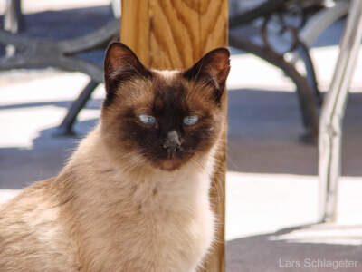 Eine fantastische Reise mit dem Ford Mustang auf der Route 66... 34