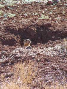 Eine fantastische Reise mit dem Ford Mustang auf der Route 66... 38