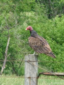 USA Reisebericht 2011 - Teil 4 29