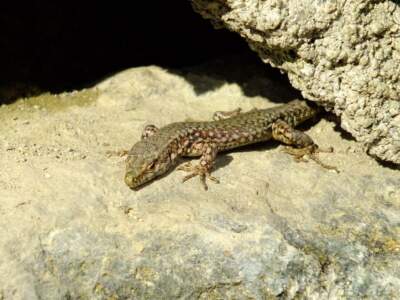 Valtournenche / Matterhorn / Monte Cervino / Mont Cervin 17