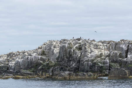 Mit dem Minicamper zu den Farne-Inseln (2018) | Teil 2 17 Fotografieren auf den Farne Inseln