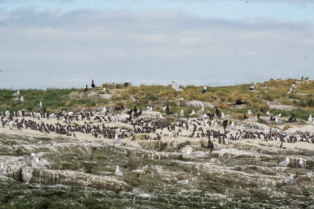 Mit dem Minicamper zu den Farne-Inseln (2018) | Teil 2 19 Fotografieren auf den Farne Inseln
