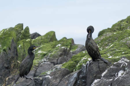Mit dem Minicamper zu den Farne-Inseln (2018) | Teil 2 22 Fotografieren auf den Farne Inseln