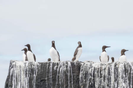 Mit dem Minicamper zu den Farne-Inseln (2018) | Teil 2 25 Fotografieren auf den Farne Inseln